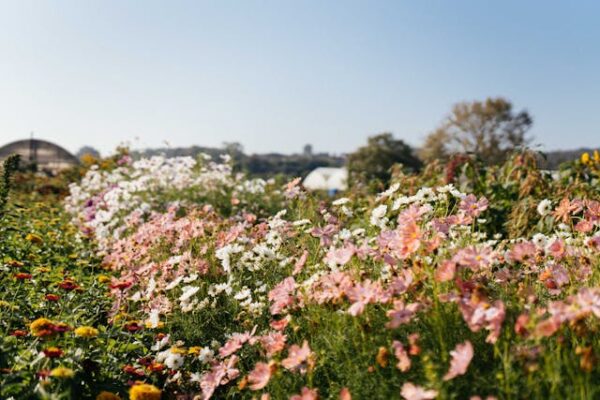 Frühlingszauber im Garten: Jetzt für Narzissen, Dahlien und Tulpen sichern